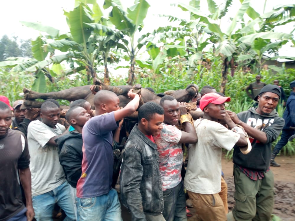 Mu gitondo cyo ku Cyumweru, tariki ya 29 Gicurasi 2022, imbogo yatorotse Pariki y'Igihugu y'Ibirunga iza kurasirwa mu Murenge wa Muko wo mu Karere ka Musanze imaze gukomeretsa abantu batatu. Aha abaturage bari bayihetse bagiye kuyitaba