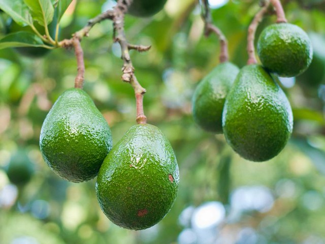 Avoka zera mu Rwanda zifite isoko  mu bihugu byinshi bya Aziya n'u Burayi