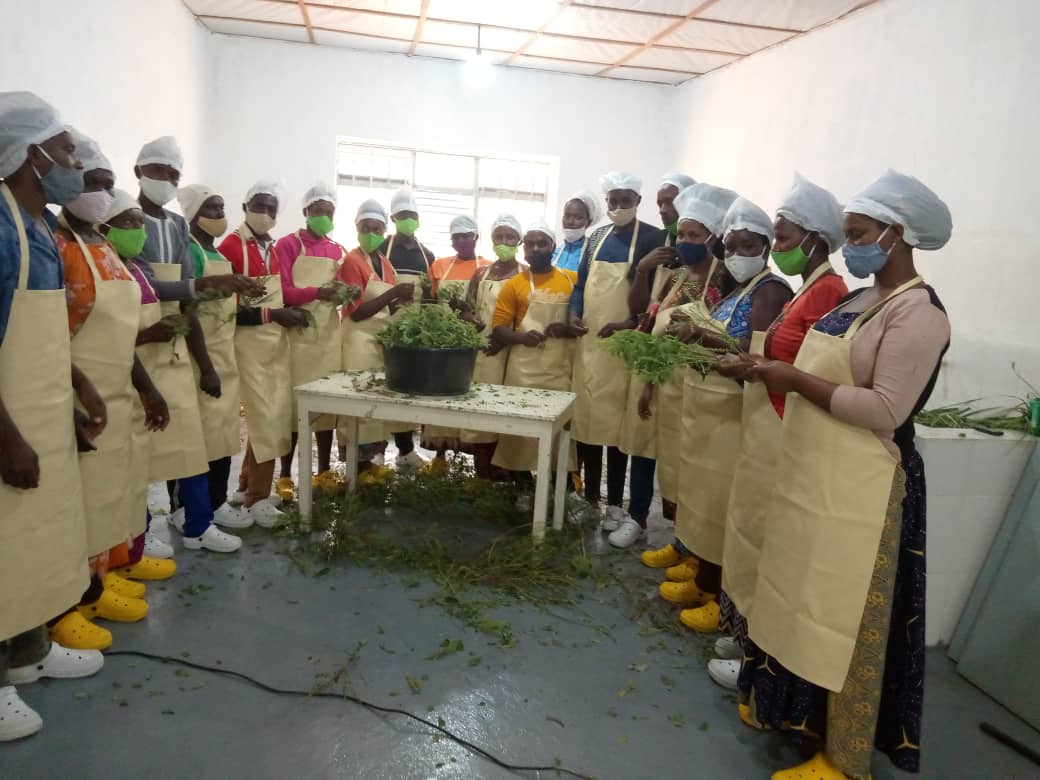 Aha hategurwaga ibimera birimo imyenya bikorerwa muri uru ruganda