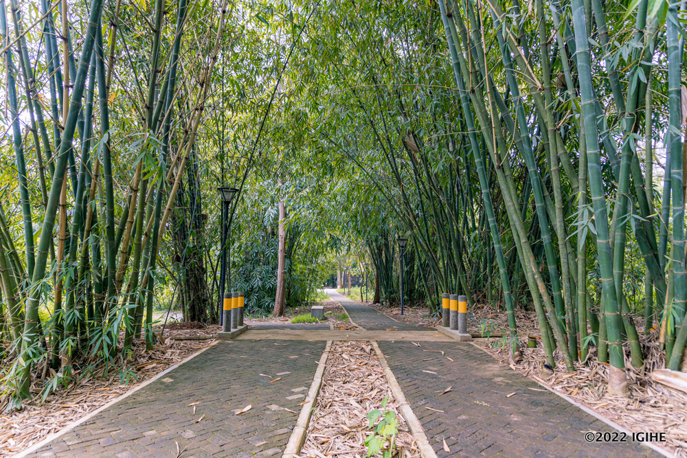 Muri Nyandungu Eco Park harimo ibiti by'amoko atandukanye