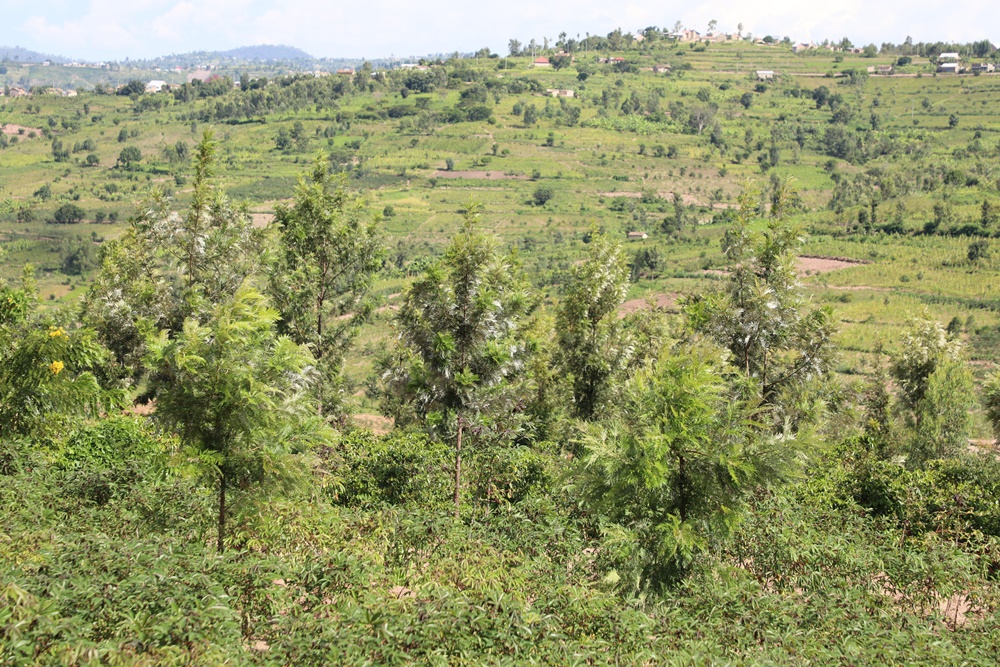 Green Amayaga ni umushinga watumye uduce ukoreramo twongera gutohagira