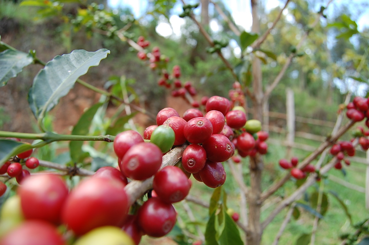 U Rwanda rugiye gutera ingemwe nshya z’ikawa zirenga miliyoni 2,7