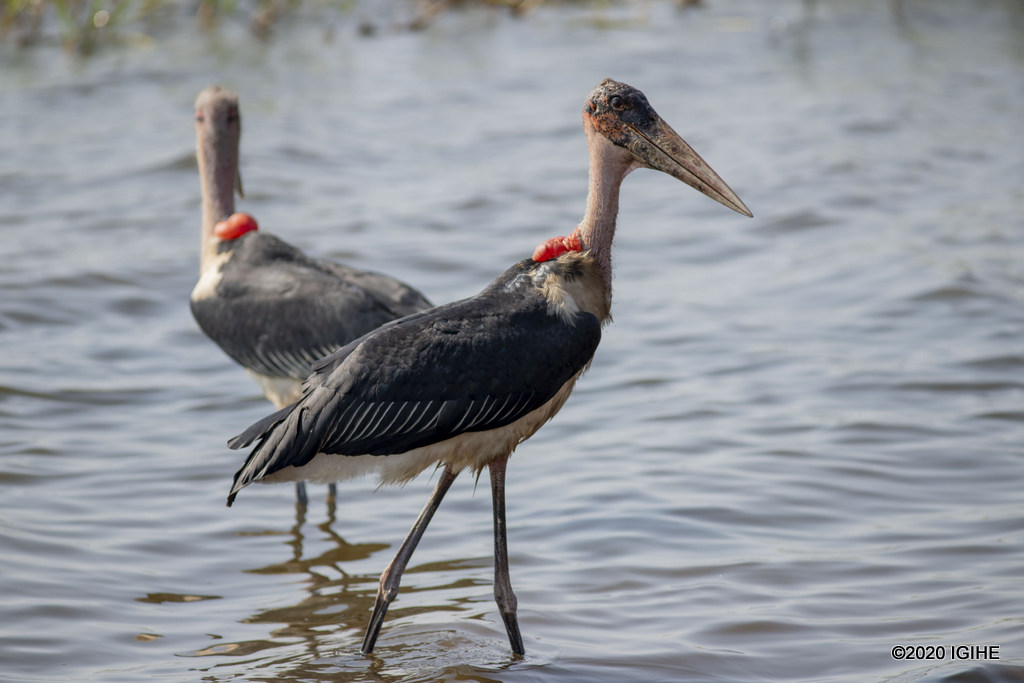 Muri Pariki y'Igihugu y'Akagera hanaboneka amoko anyuranye y'inyoni n'ibisiga, ibi bizwi nka Marabou stork