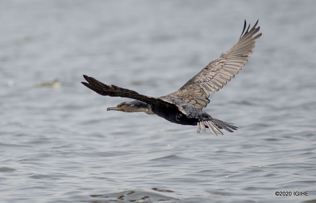 Iyi nyoni nkuru izwi nka African darter