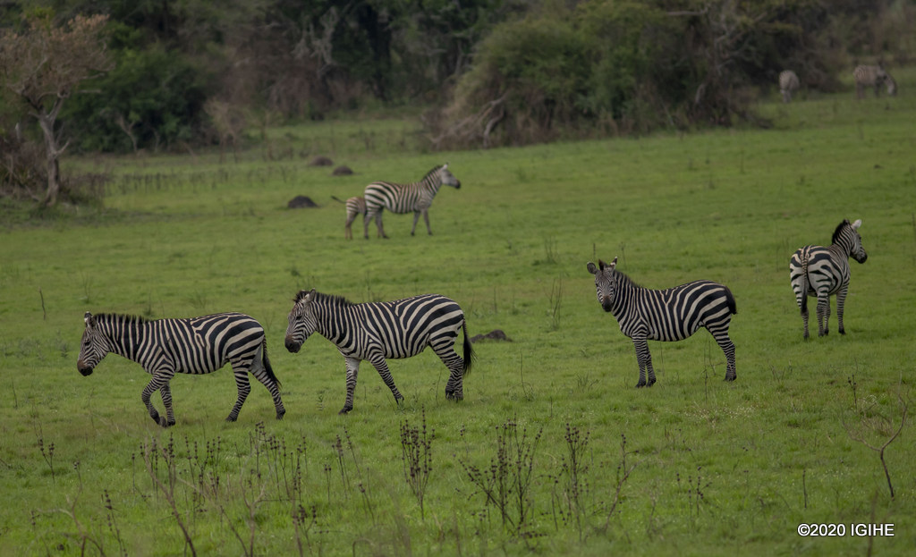 Imparage ziboneka cyane muri Pariki y'Akagera