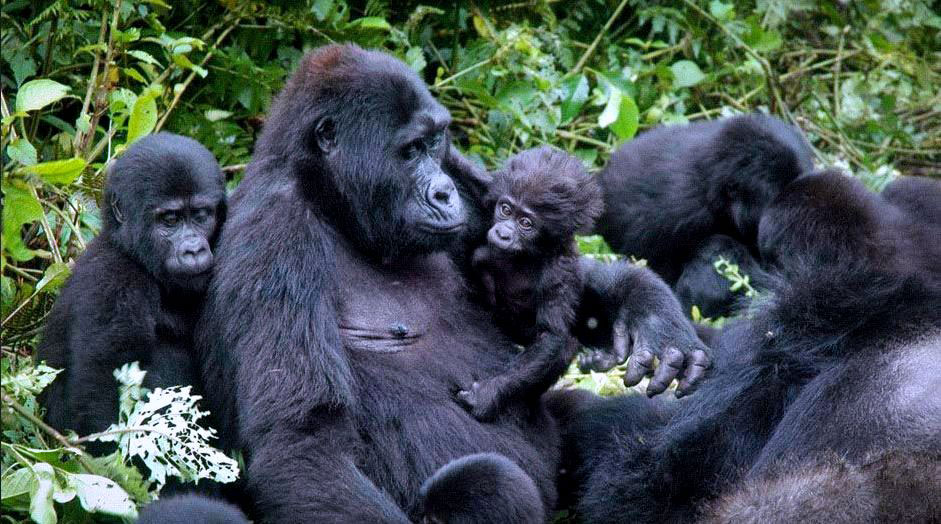 Ingagi z'ingore iyo zimukiye mu yindi miryango zijya ahari ingore ngenzi zazo byigeze kubanaho
