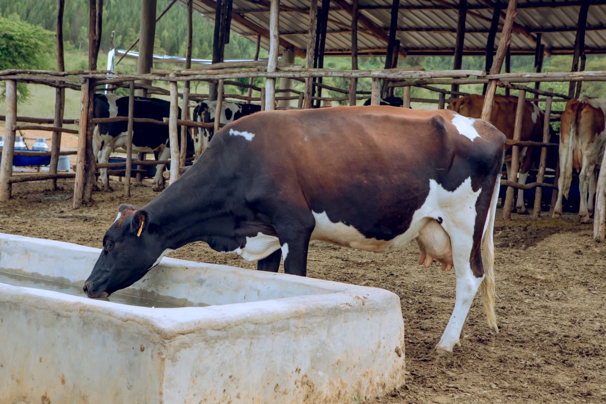 Inka zitanga umukamo ziri kongerwa mu Karere ka Nyagatare