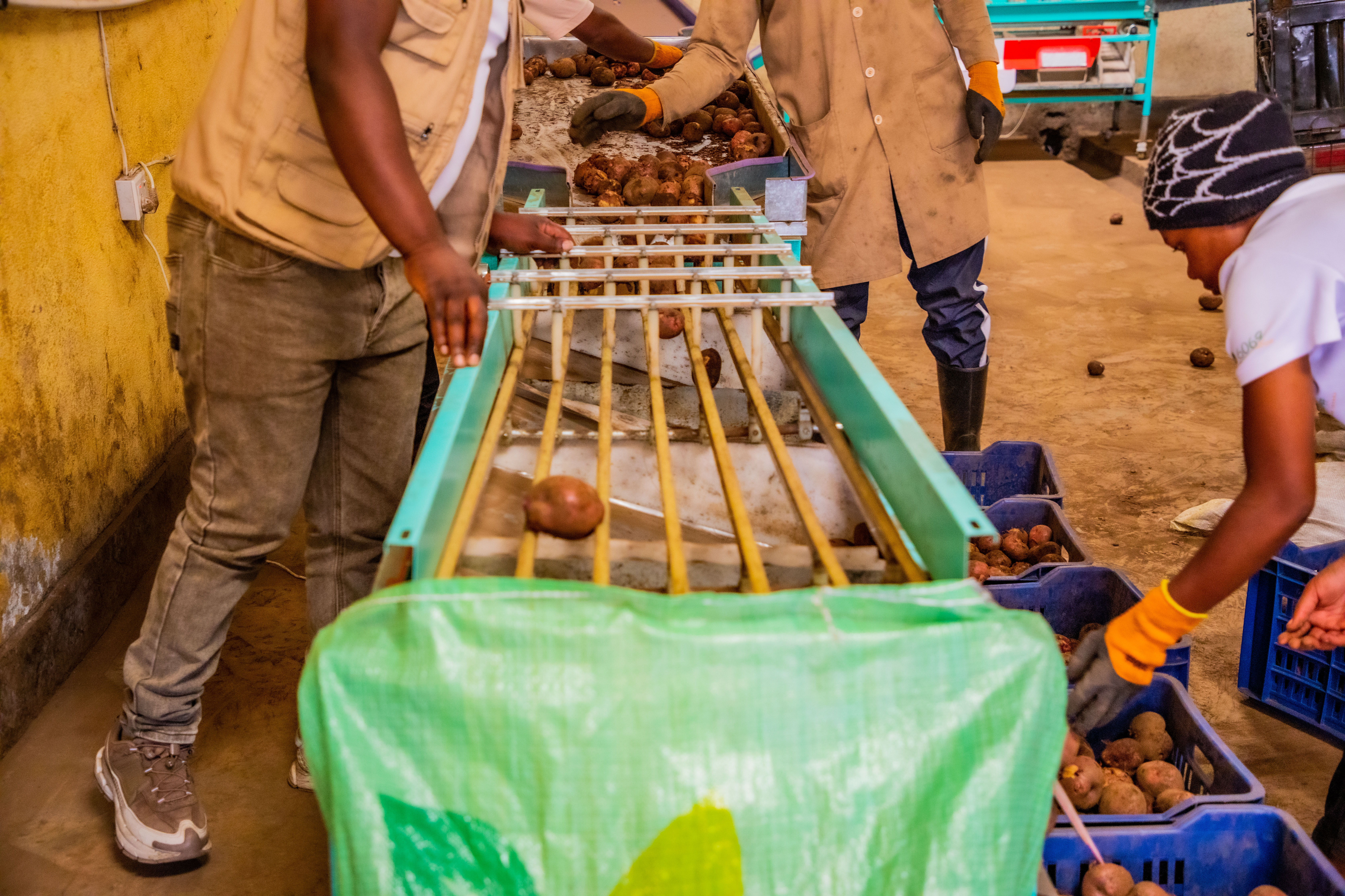 Iyi mashinini ivangura ibirayi bitewe n'ingeri zabyo