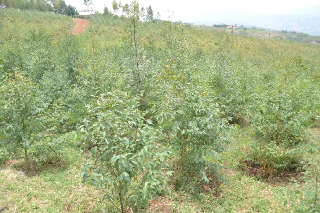 Mu bizakorwa muri uyu mushinga harimo no gusazura amashyamba mu Karere ka Nyaruguru