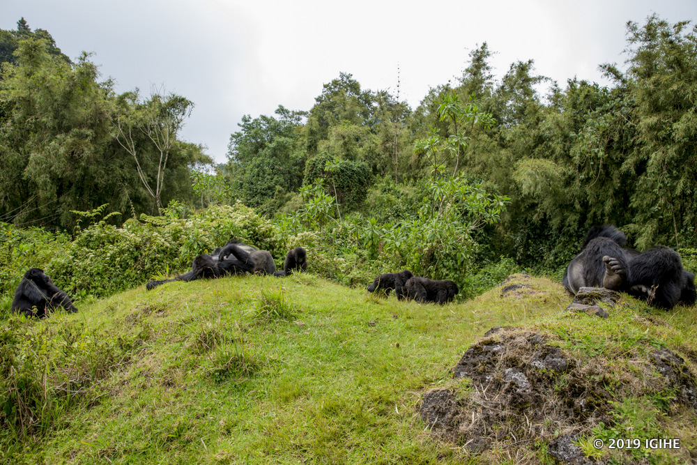 Ingagi zo mu Birunga zigaragara hake ku Isi harimo mu Rwanda no mu bihugu by'Akarere