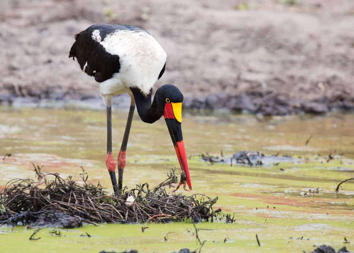 Jabiru ikunda kuba ahantu hari amazi