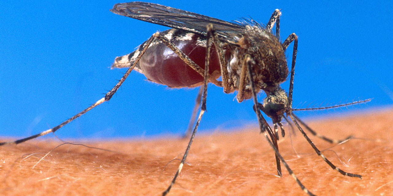 Abarenga ibihumbi 400 basanzwemo Malaria mu mezi atatu ya 2025 mu Rwanda