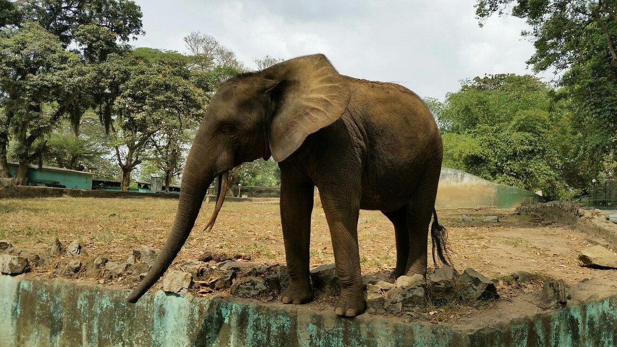 Zoo National d’Abidjan ibamo inzovu n'izindi nyamaswa