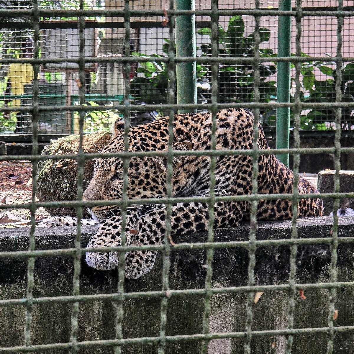 Zoo National d’Abidjan irimo inyamanswa z'ubwoko utandukanye