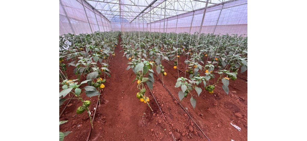 Poivron zihingwa muri ’greenhouse’ mu Rwanda