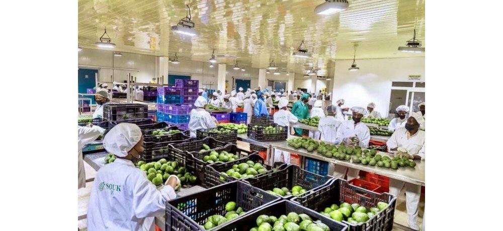 Ibikomoka ku buhinzi byinjirije u Rwanda miliyoni 13,9$ mu cyumweru kimwe 