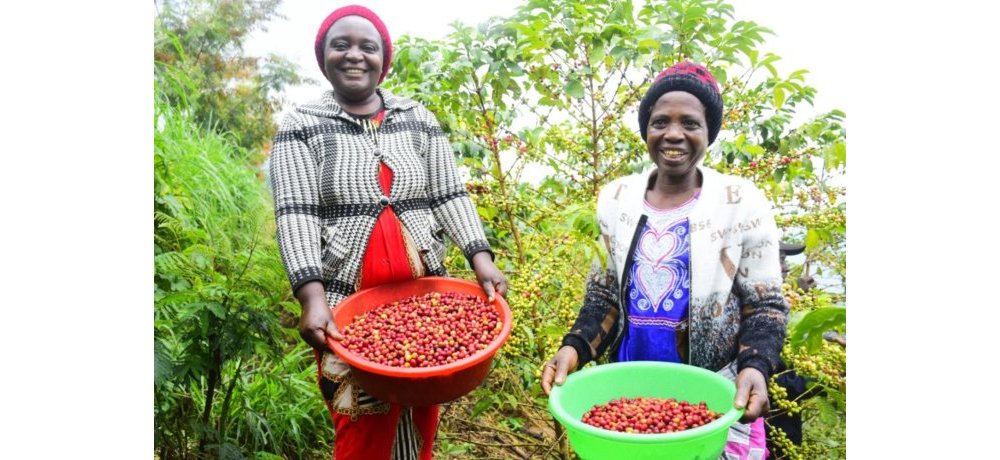 Mu 2025 kawa yinjirije u Rwanda miliyari zirenga 216 Frw